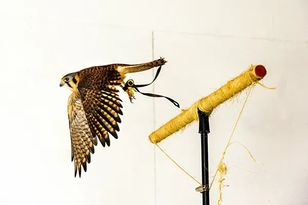 Biologically Inspired Unsteady Aerodynamics